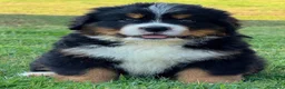 Bovaro del Bernese cani in vendita: Disponibili cuccioli femmine con pedigree - Annuncio 2