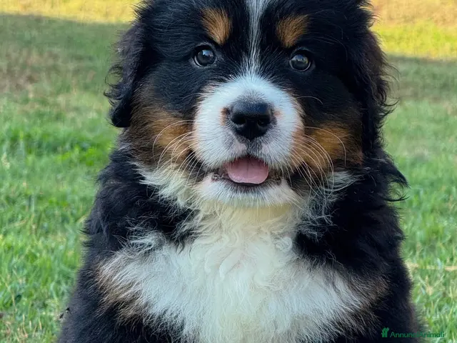 Bovaro del Bernese cani Disponibili cuccioli femmine con pedigree - Annuncio 2