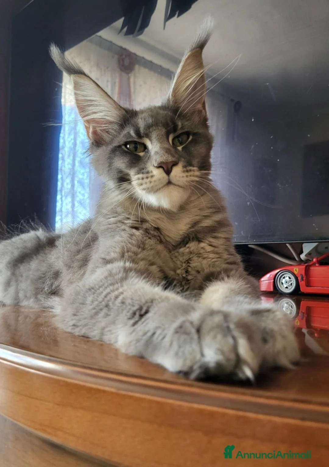 Maine Coon gatti in vendita: Petra - Annuncio 2