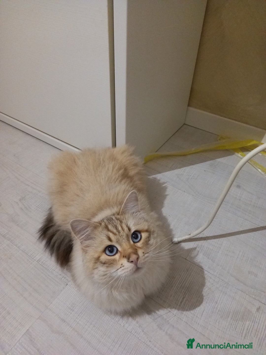 Siberiano gatti per accoppiamento: Micione Neva Masquerade  - Annuncio 3