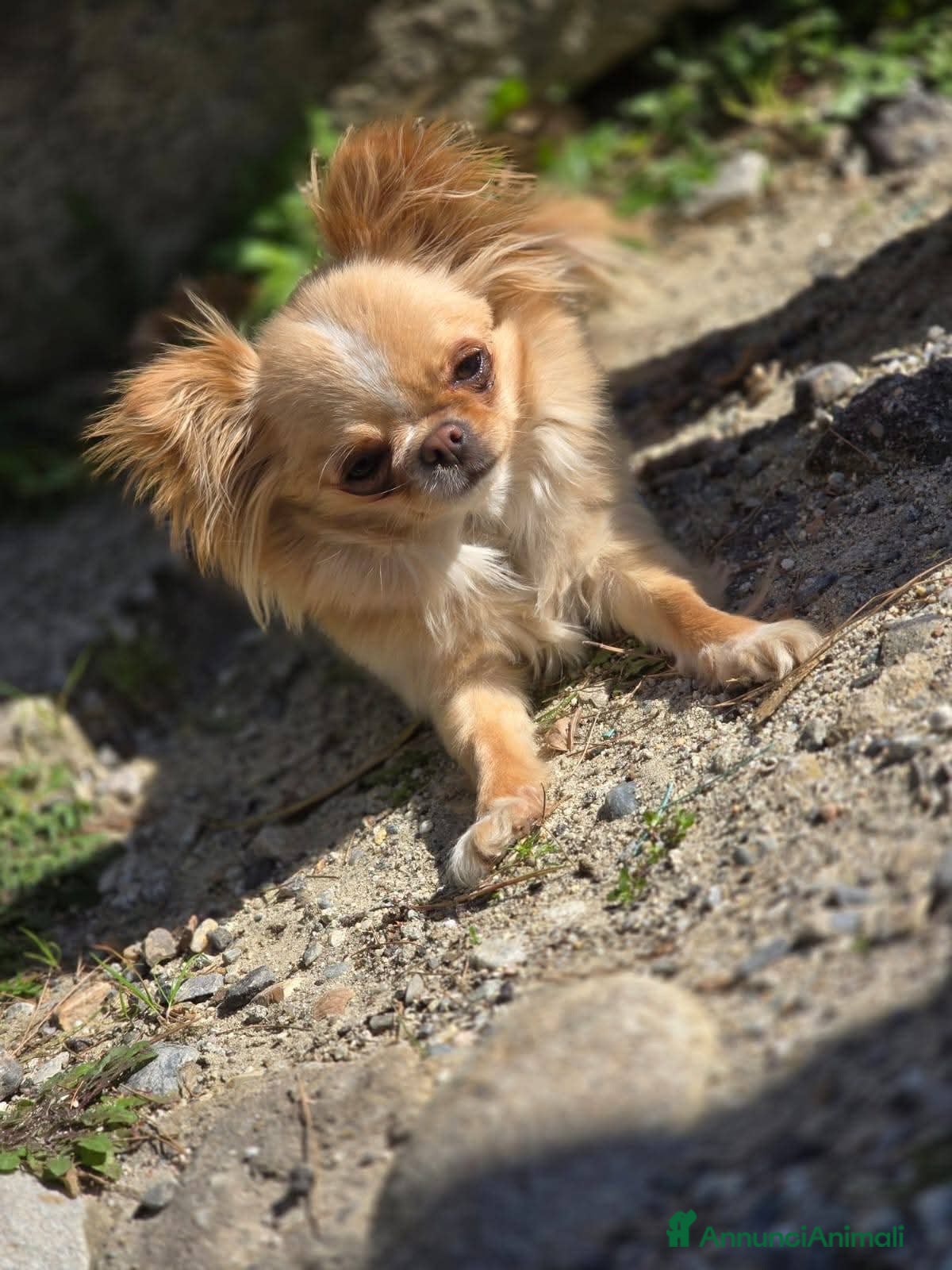 Chihuahua cani Vendesi cucciolo chihuahua a pelo lungo - Annuncio 2
