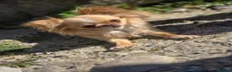 Chihuahua cani in vendita: Vendesi cucciolo chihuahua a pelo lungo a Provincia di Crotone - Annuncio 1