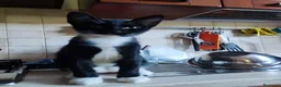 Meticcio gatti in regalo: Micetti in cerca di nuova casa - Annuncio 4