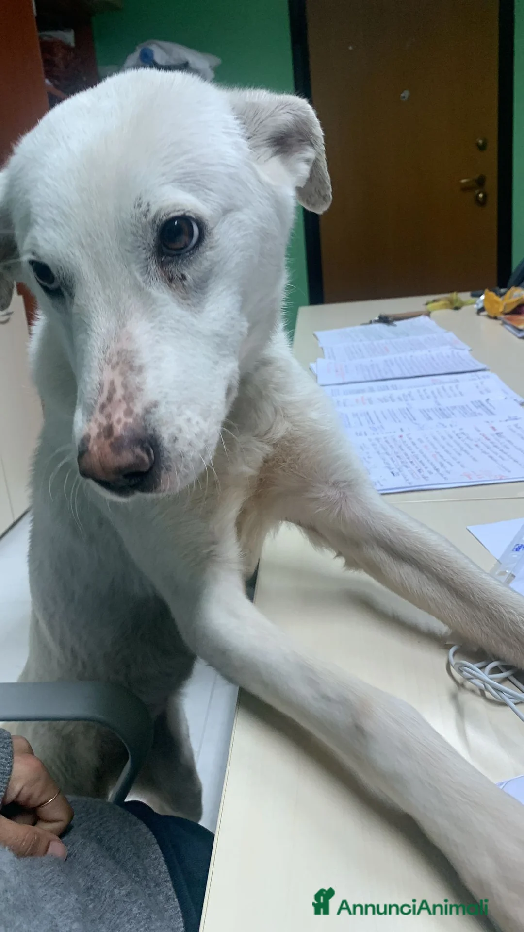 Meticcio cani in regalo: Chiara metticio socievole  - Annuncio 4