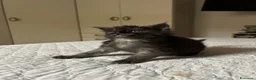 Maine Coon gatti in vendita: Maine Coon maschio pedigree Anfi - Annuncio 17