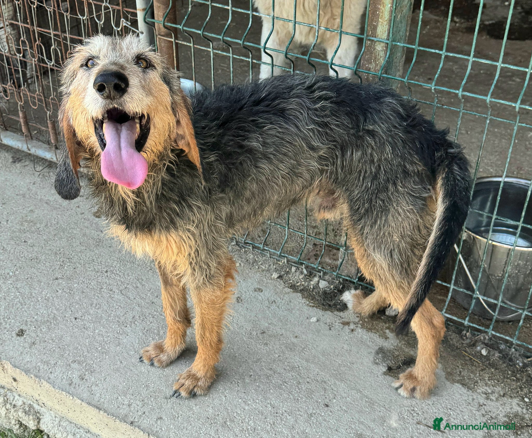 Segugio cani Athos 5 anni segugio pelo ruvido - Annuncio 2