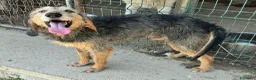 Segugio cani in regalo: Athos 5 anni segugio pelo ruvido - Annuncio 1