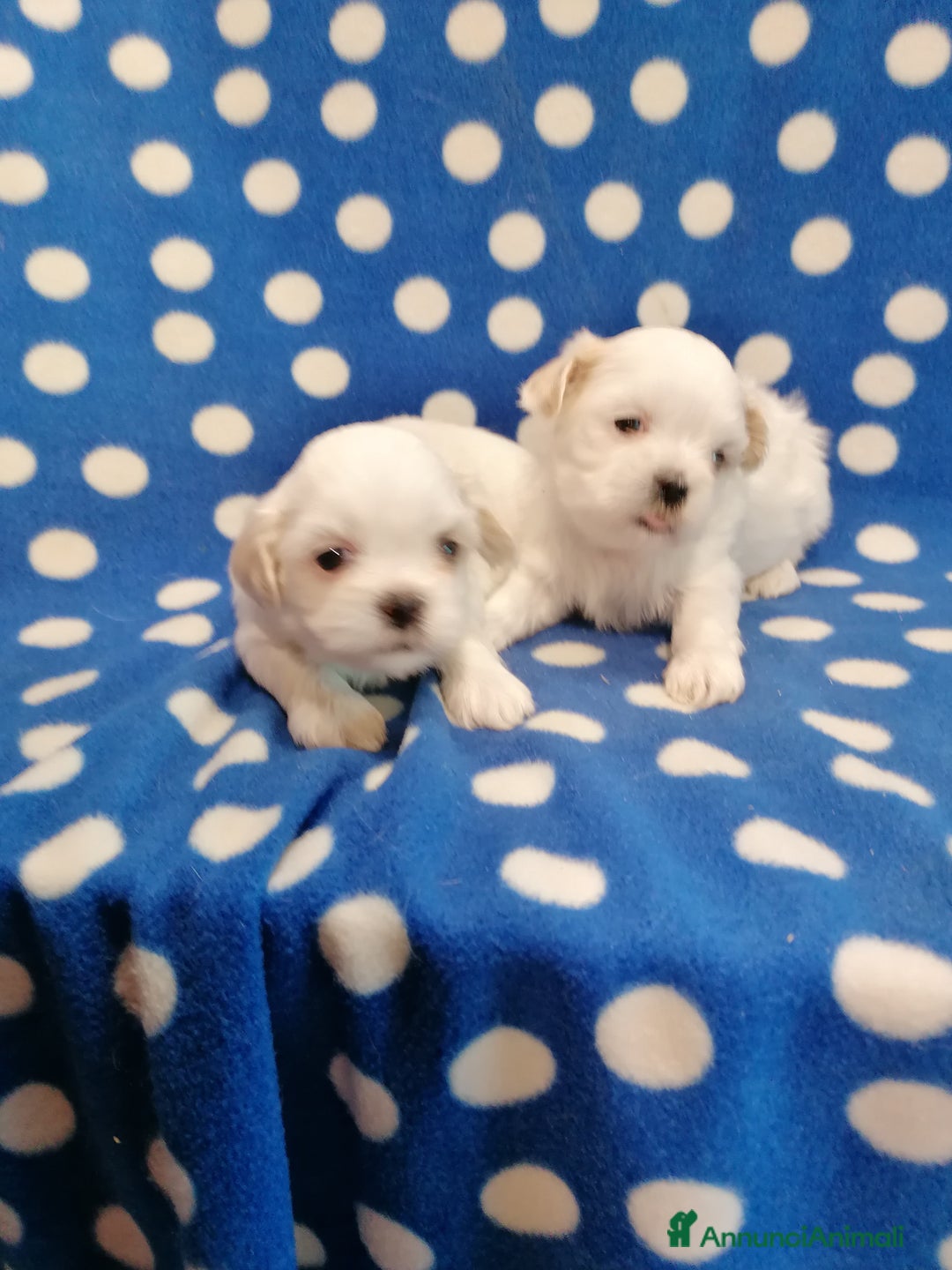 Shih Tzu cani in vendita: Shih Tzu cuccioli bianchi - Annuncio 2