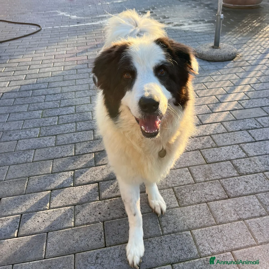 Meticcio cani in regalo: SIMBA MAREMMANO - Annuncio 1