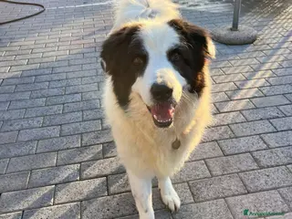 Meticcio cani SIMBA MAREMMANO - Annuncio 10