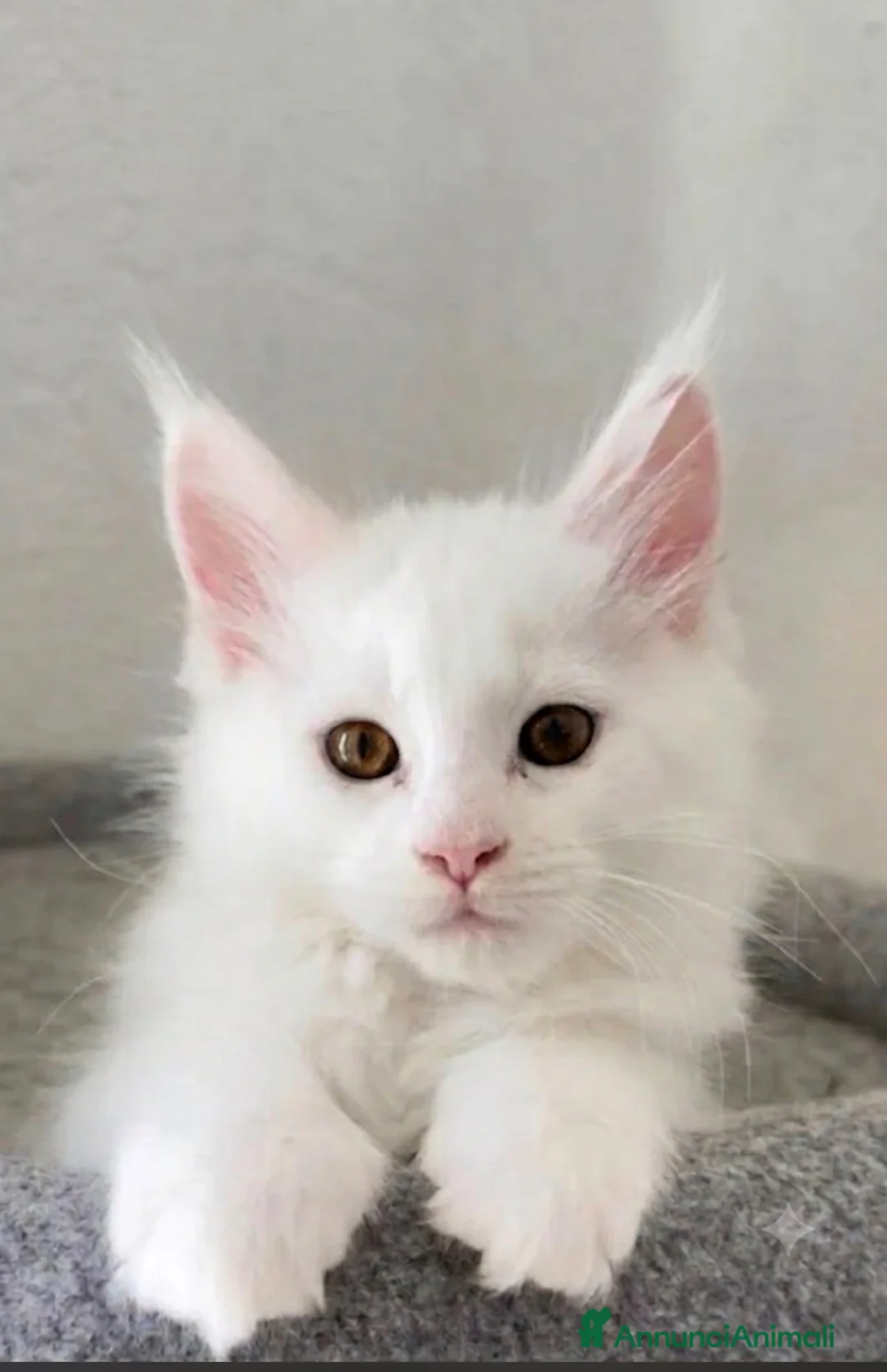 Maine Coon gatti in vendita: Cuccioli di Maine Coon femmine/maschi - Annuncio 1