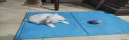 Volpino Italiano cani in vendita: Maschio volpino italiano  - Annuncio 3