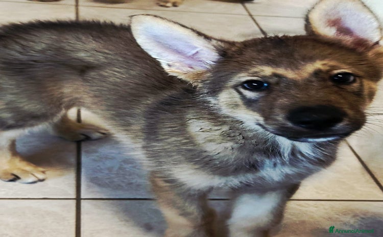 Lupo Cecoslovacco cani a Città Metropolitana di Torino - Annuncio 16