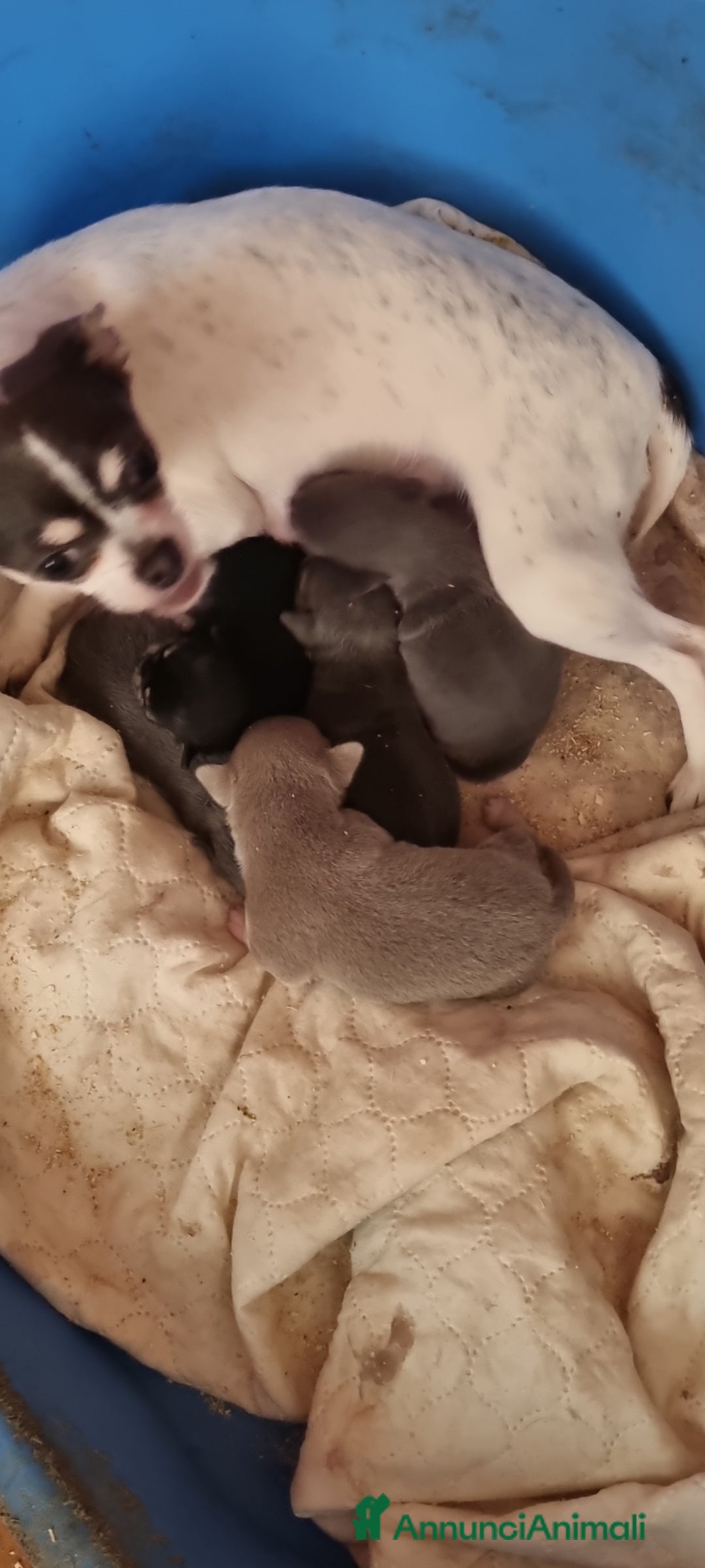 Chihuahua cani in vendita: Cuccioli di chihuahua toy  a Città Metropolitana di Torino - Immagine 6