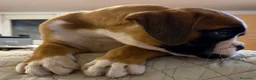 Boxer cani in vendita: CUCCIOLO BOXER SPETTACOLARE  - Annuncio 3