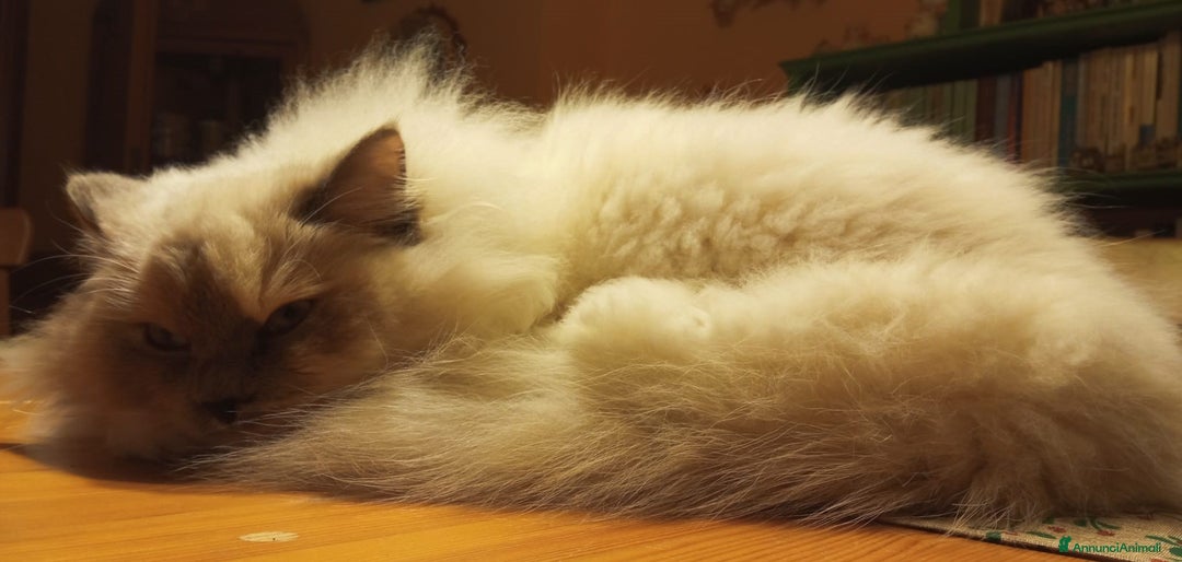 Ragdoll gatti per accoppiamento: Cerco disperatamente compagno per micina Ragdoll - Annuncio 7