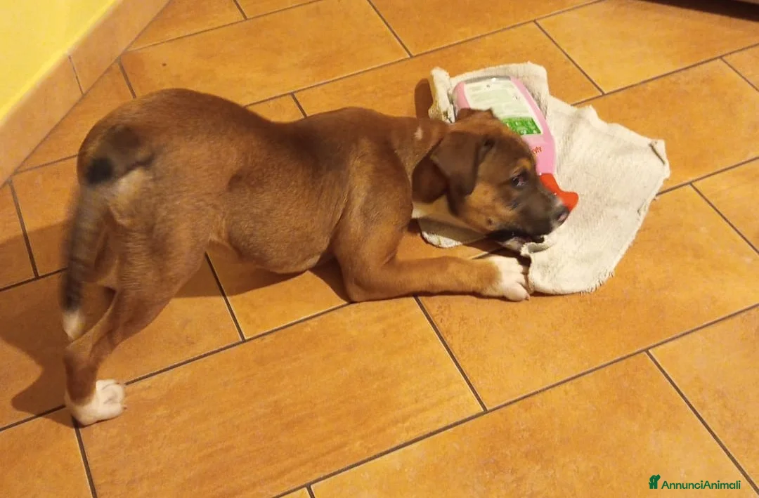 Pitbull cani in regalo: DAMON SIMPATICO MIX PITT a Città metropolitana di Roma Capitale - Annuncio 5