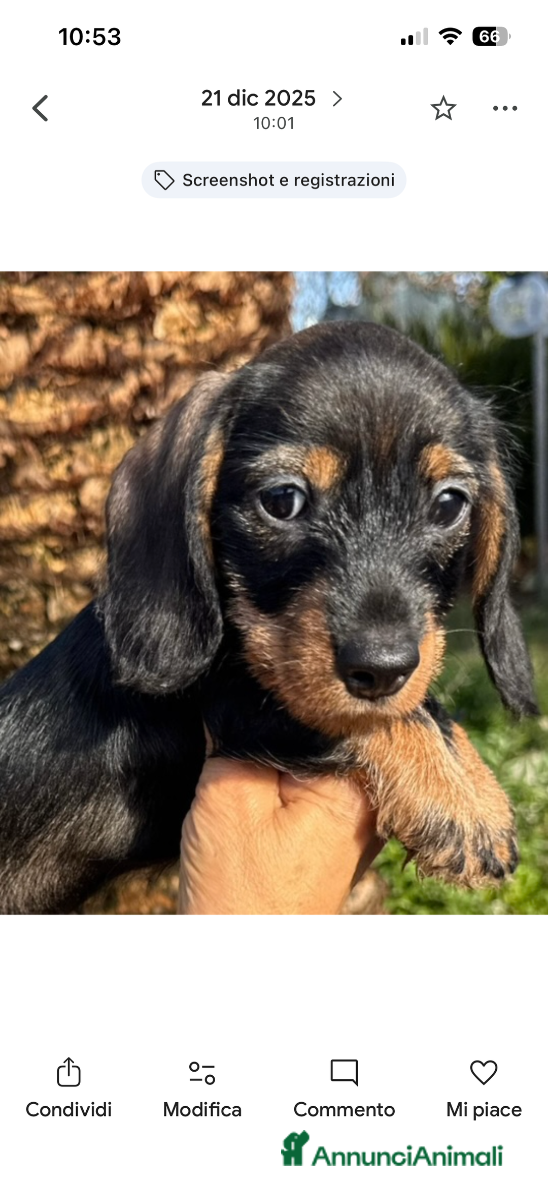Bassotto cani in vendita: Cuccioli di Bassotto pelo duro con Pedigree Enci - Annuncio 28