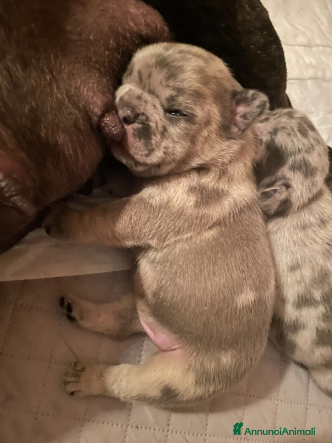 Bulldog Francese cani in vendita: Cucciolo Bulldog Francese - Annuncio 11
