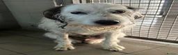 Meticcio cani in regalo: BIANCO TENERO SPINONE - Annuncio 9