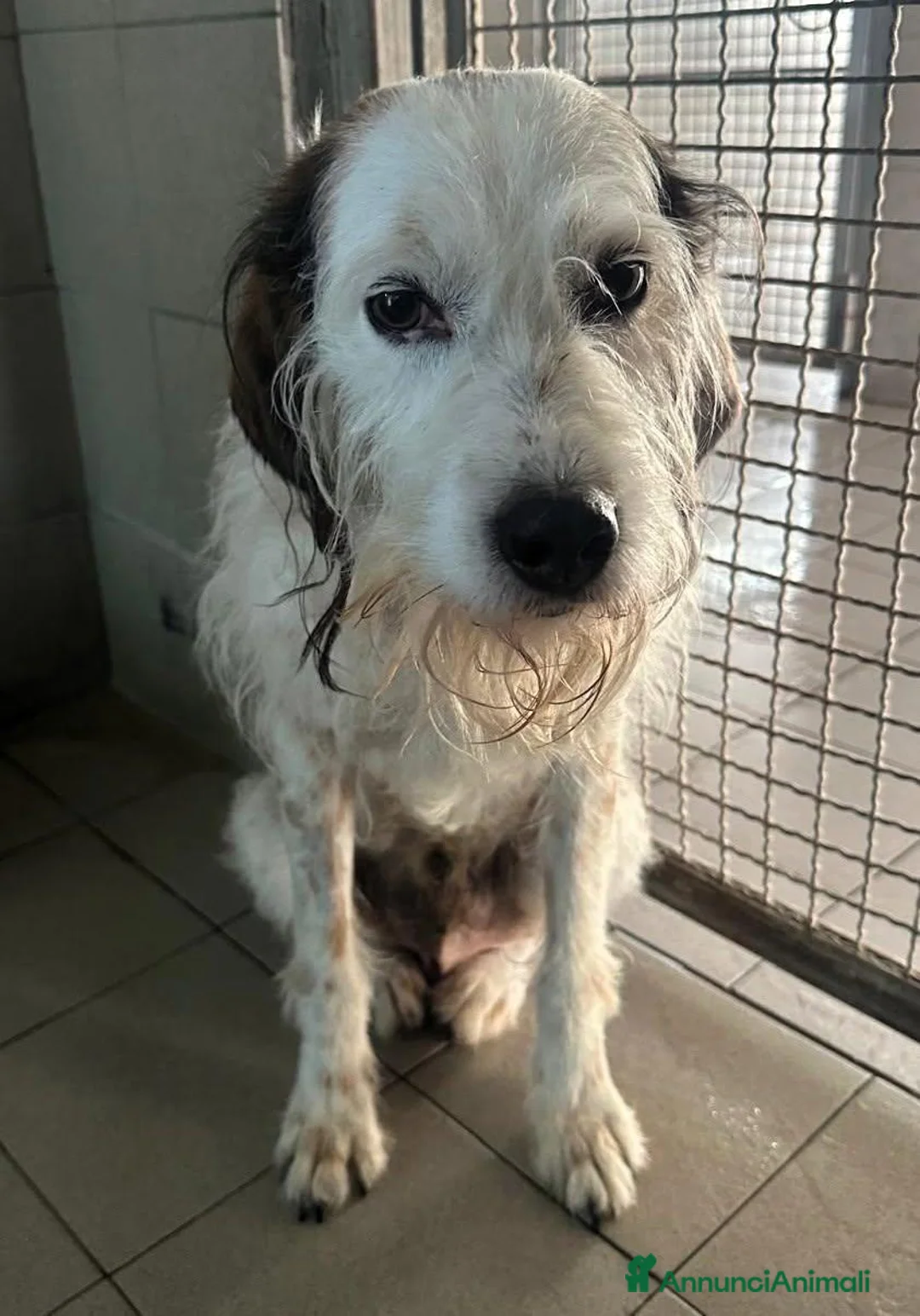 Meticcio cani in regalo: BIANCO TENERO SPINONE - Annuncio 9