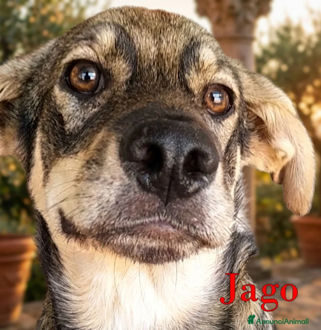 Meticcio cani in regalo: Aron e Jago dolcissimi cuccioli in adozione a Città metropolitana di Milano - Annuncio 2