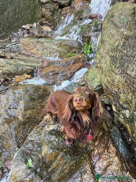 Bassotto cani Bassotto pelo lungo maschio per monta naturale - Annuncio 3