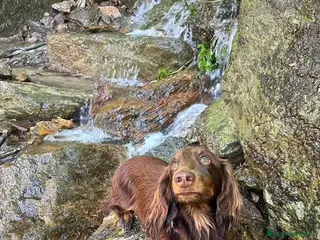 Bassotto cani Bassotto pelo lungo maschio per monta naturale - Annuncio 3