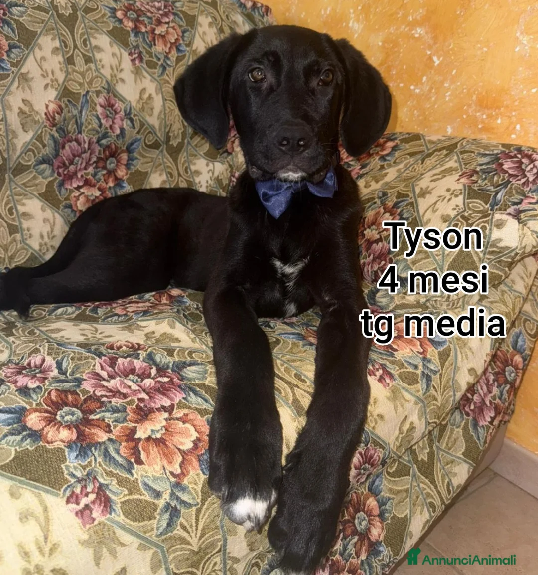 Meticcio cani in regalo: CUCCIOLI TENERISSIMI SENZA CASA  a Provincia di Modena - Annuncio 11