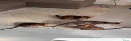 Bengala gatti in vendita: Bengala TICA Bellissimi ed Adorabili  a Città Metropolitana di Napoli - Annuncio 38