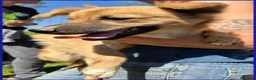 Meticcio cani in regalo: MIRA STUPENDA CUCCIOLA 6 MESI DAGLI OCCHI DOLCI CE - Annuncio 9