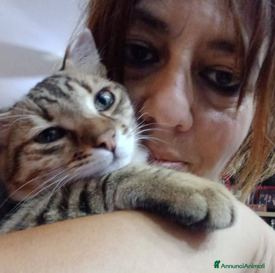 Europeo gatti in regalo: Dolcissimo micino da adottare, STITCH ! - Annuncio 5