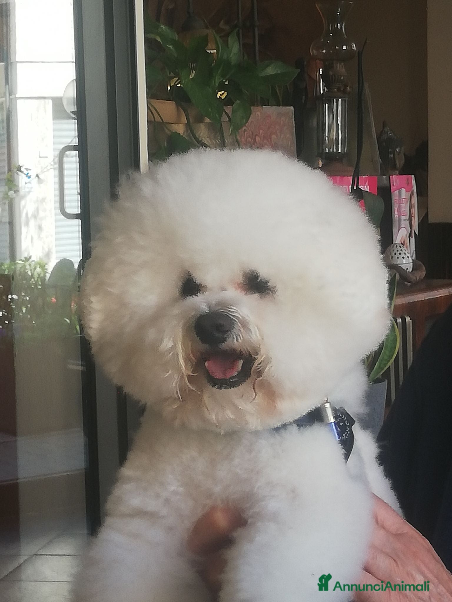 Bichon cani BICHON A POIL FRISE' PER ACCOPPIAMENTO - Annuncio 1
