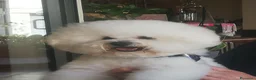 Bichon cani per accoppiamento: BICHON A POIL FRISE' PER ACCOPPIAMENTO - Annuncio 1