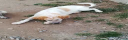 Meticcio cani in regalo: BISCOTTO ASPETTA UNA MAMMA  a Città metropolitana di Milano - Annuncio 6