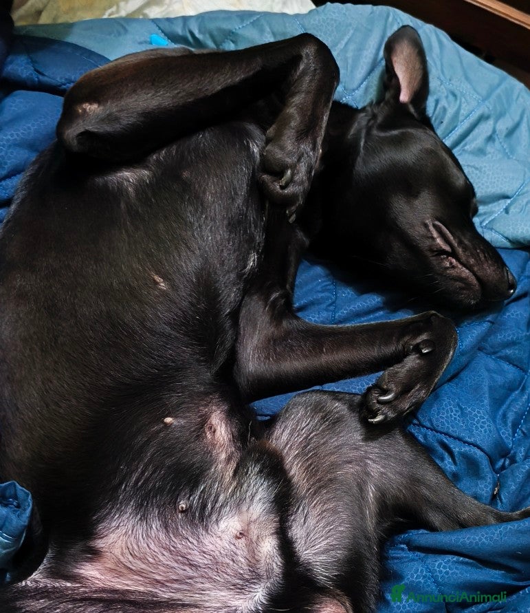 Meticcio cani Regalo simil Pitbull  - Annuncio 7