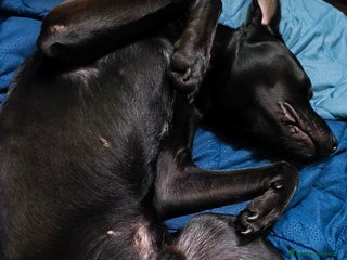 Meticcio cani Regalo simil Pitbull - Annuncio 1