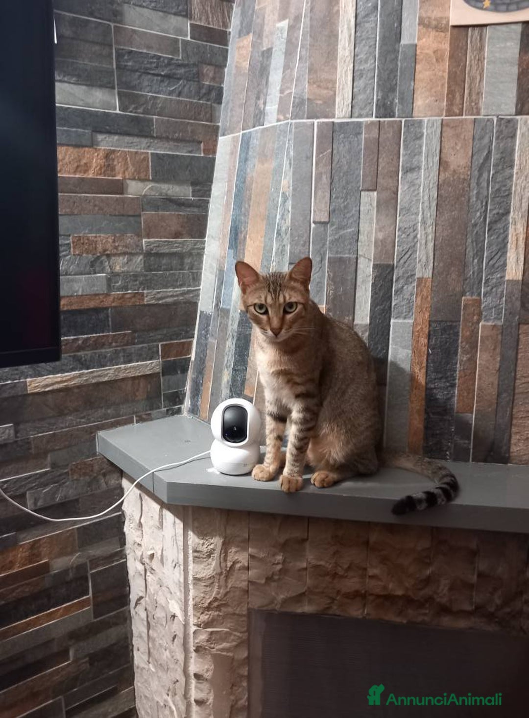 Europeo gatti in regalo: JAMES dolce micio in adozione! - Annuncio 5