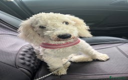 Barboncino cani in vendita: barboncini - Immagine 1