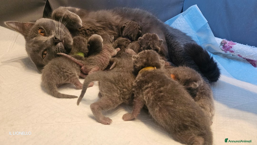 Certosino gatti in vendita: cuccioli di razza certosino  a Ente di decentramento regionale di Udine - Immagine 1