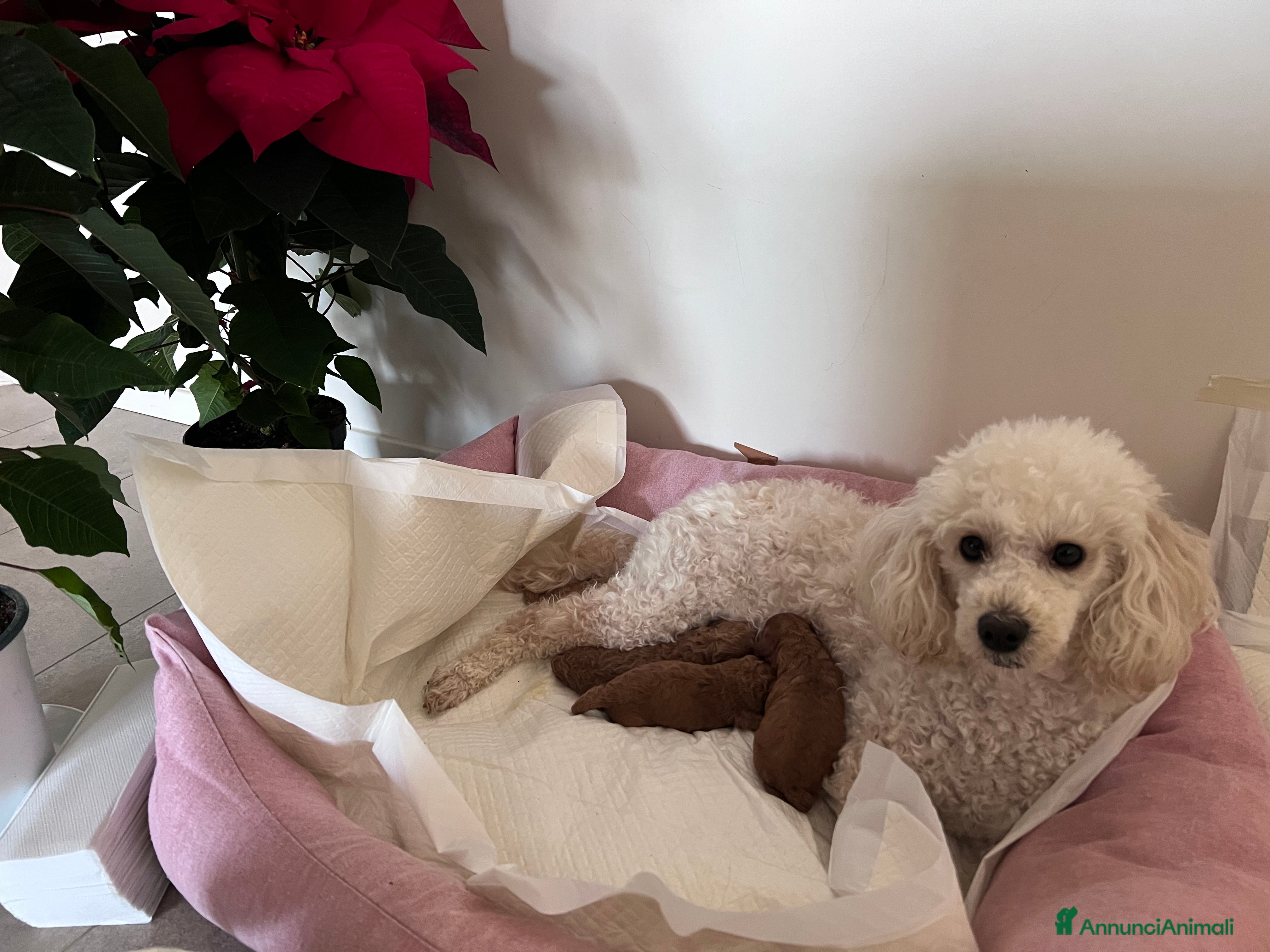 Barboncino Toy cani Barboncino Toy Mini - Annuncio 2