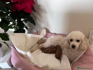 Barboncino Toy cani Barboncino Toy Mini - Annuncio 2