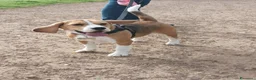 Beagle cani in vendita: Beagle femmina a Città metropolitana di Roma Capitale - Annuncio 2