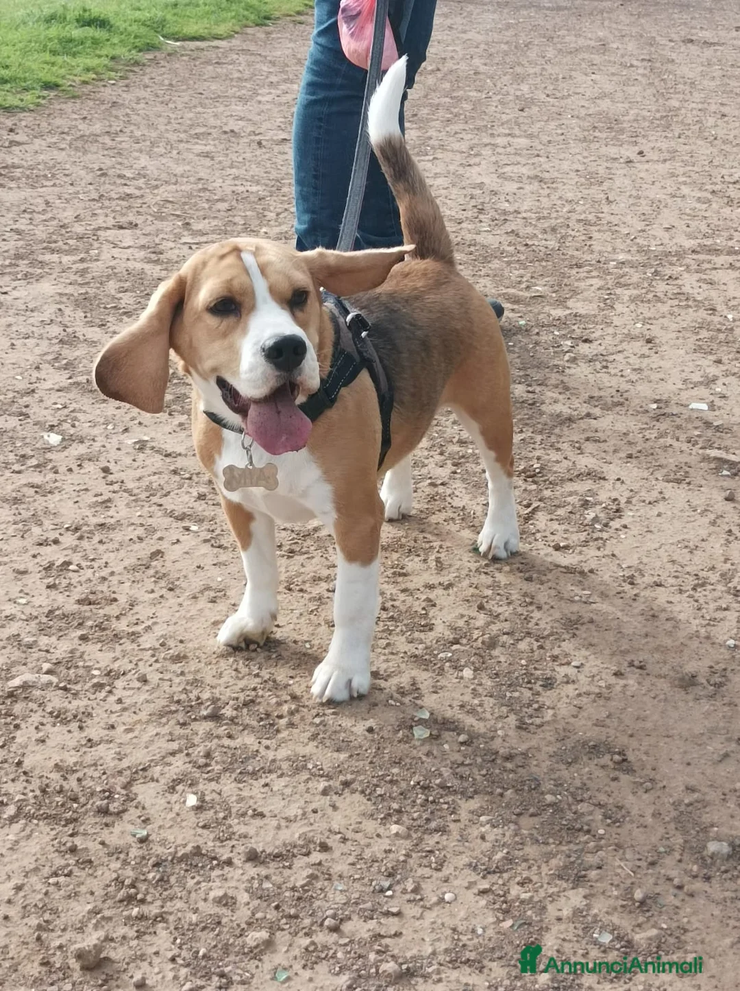 Beagle cani in vendita: Beagle femmina a Città metropolitana di Roma Capitale - Annuncio 2