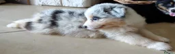 Australian Shepherd cani in vendita: Australian Shepherd/pastori australiani cuccioli a Città metropolitana di Milano - Annuncio 8