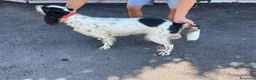 Setter Inglese cani in vendita: Cedesi setter inglese di circa 2 anni a Provincia di Salerno - Annuncio 5