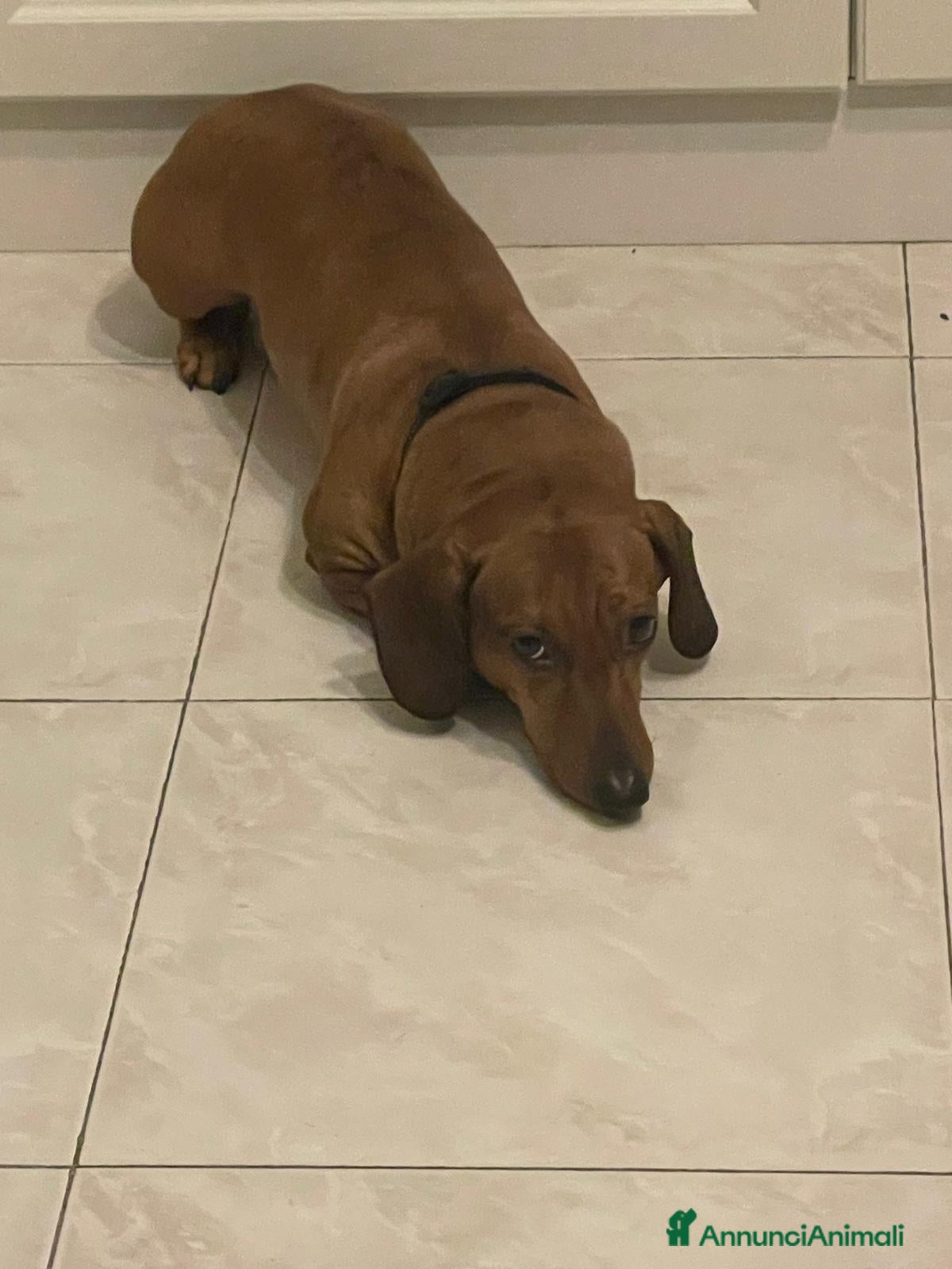 Bassotto cani Bassotto - Annuncio 1