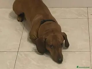 Bassotto cani Bassotto - Annuncio 1