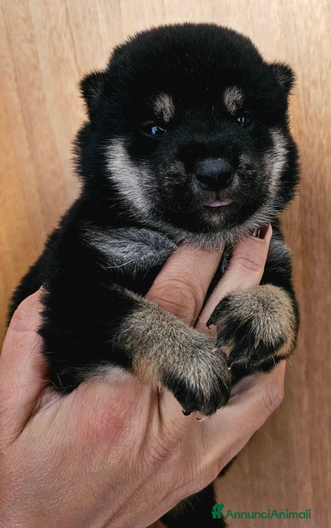 Shiba Inu cani in vendita: Shiba inu  - Annuncio 2