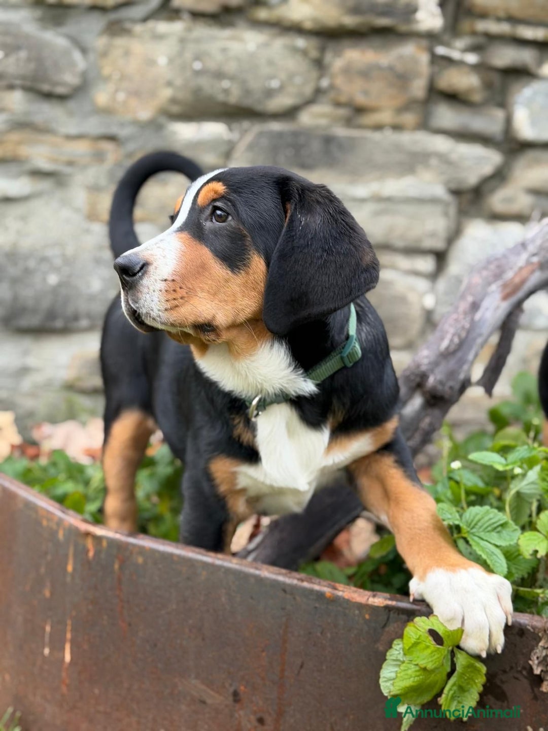 Grande Bovaro Svizzero cani in vendita: Disponibili cuccioli di grande bovaro svizzero - Annuncio 16